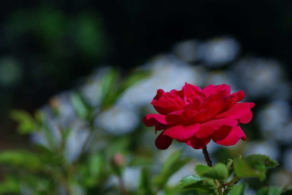 赤い薔薇