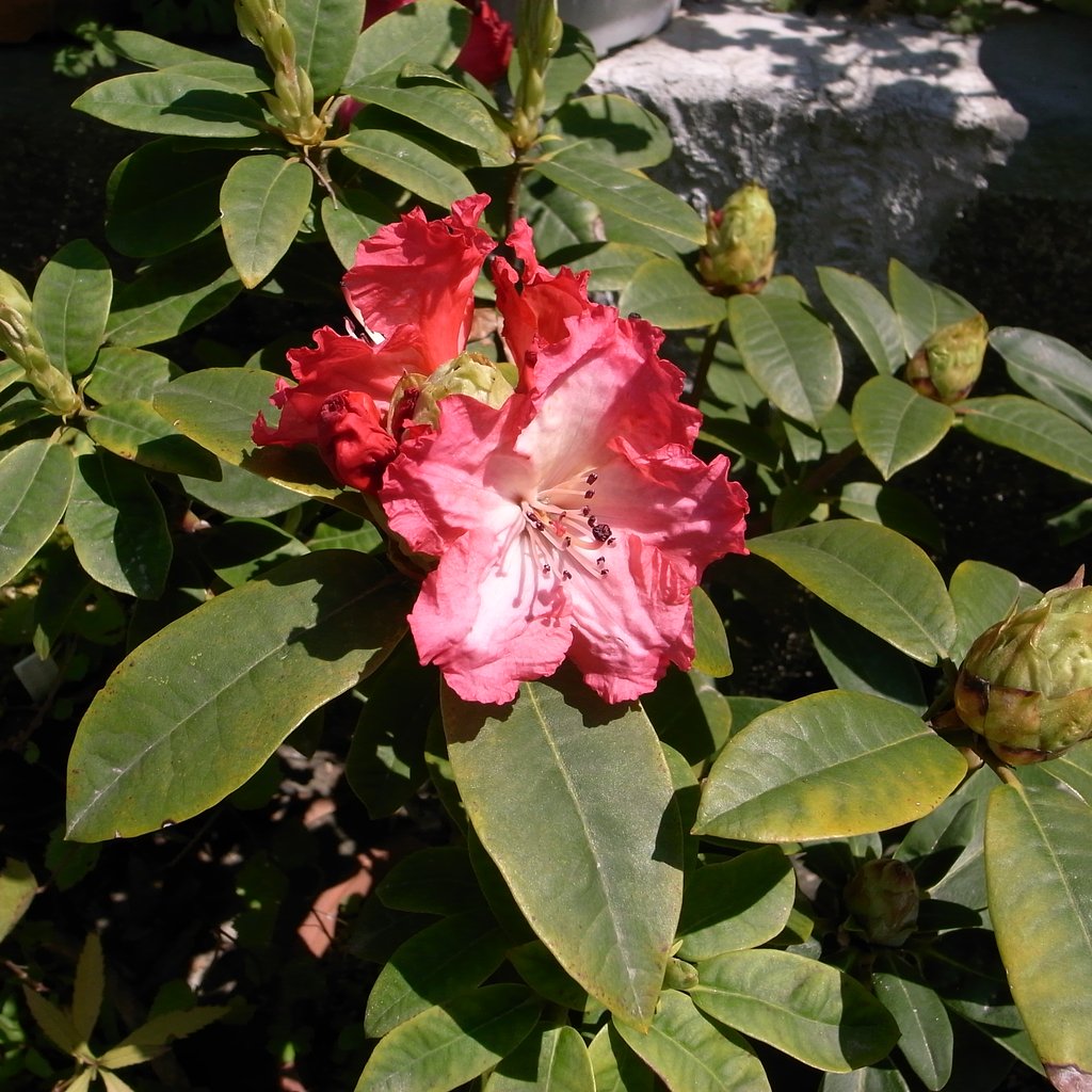 石南花・シャクナゲ・写真写りが悪いのでしゃくなげ！