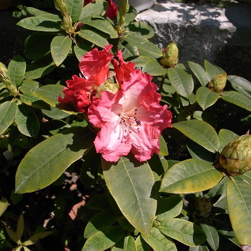 石南花・シャクナゲ・写真写りが悪いのでしゃくなげ！