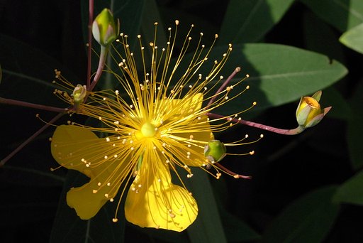 【彩】雄しべのの繊細な輝き
