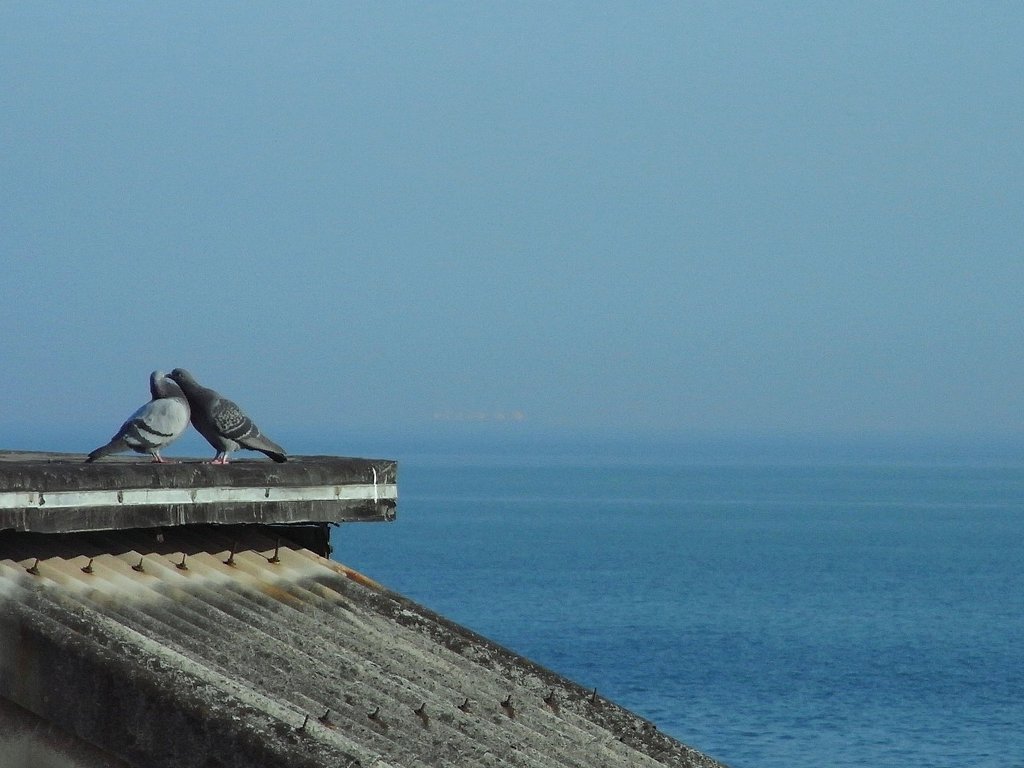 海沿いの恋人たち