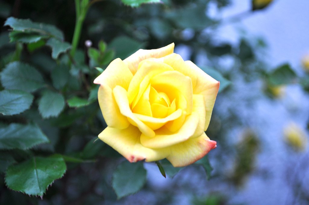 【写川柳】薔薇の香りぃ♪