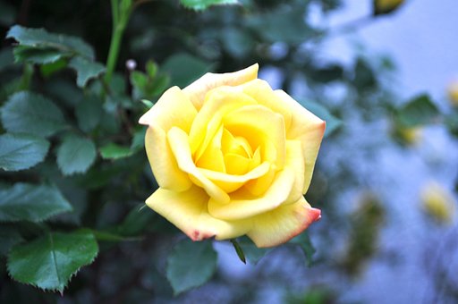 【写川柳】薔薇の香りぃ♪