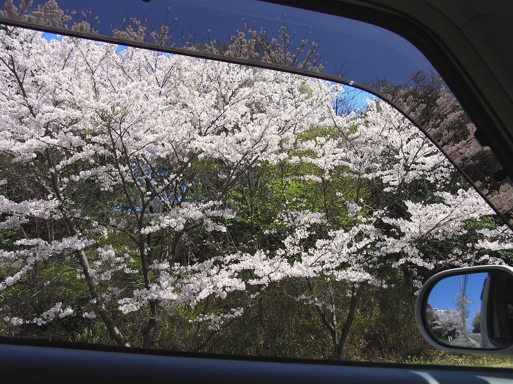 花　見