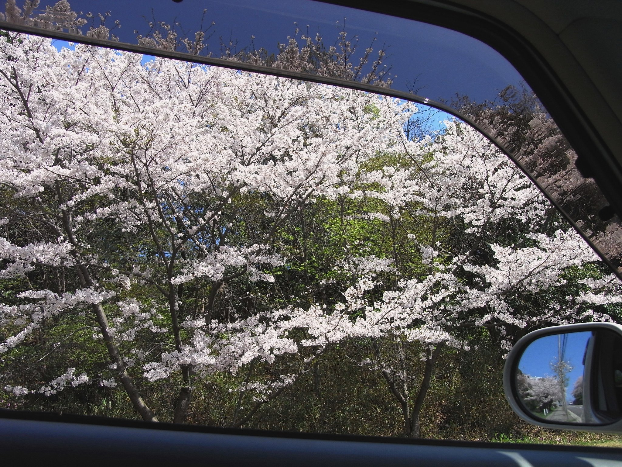 花　見