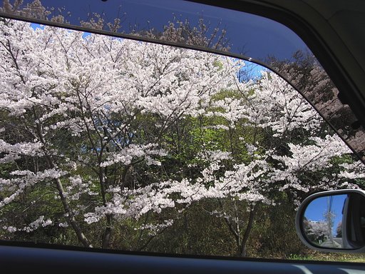 花　見