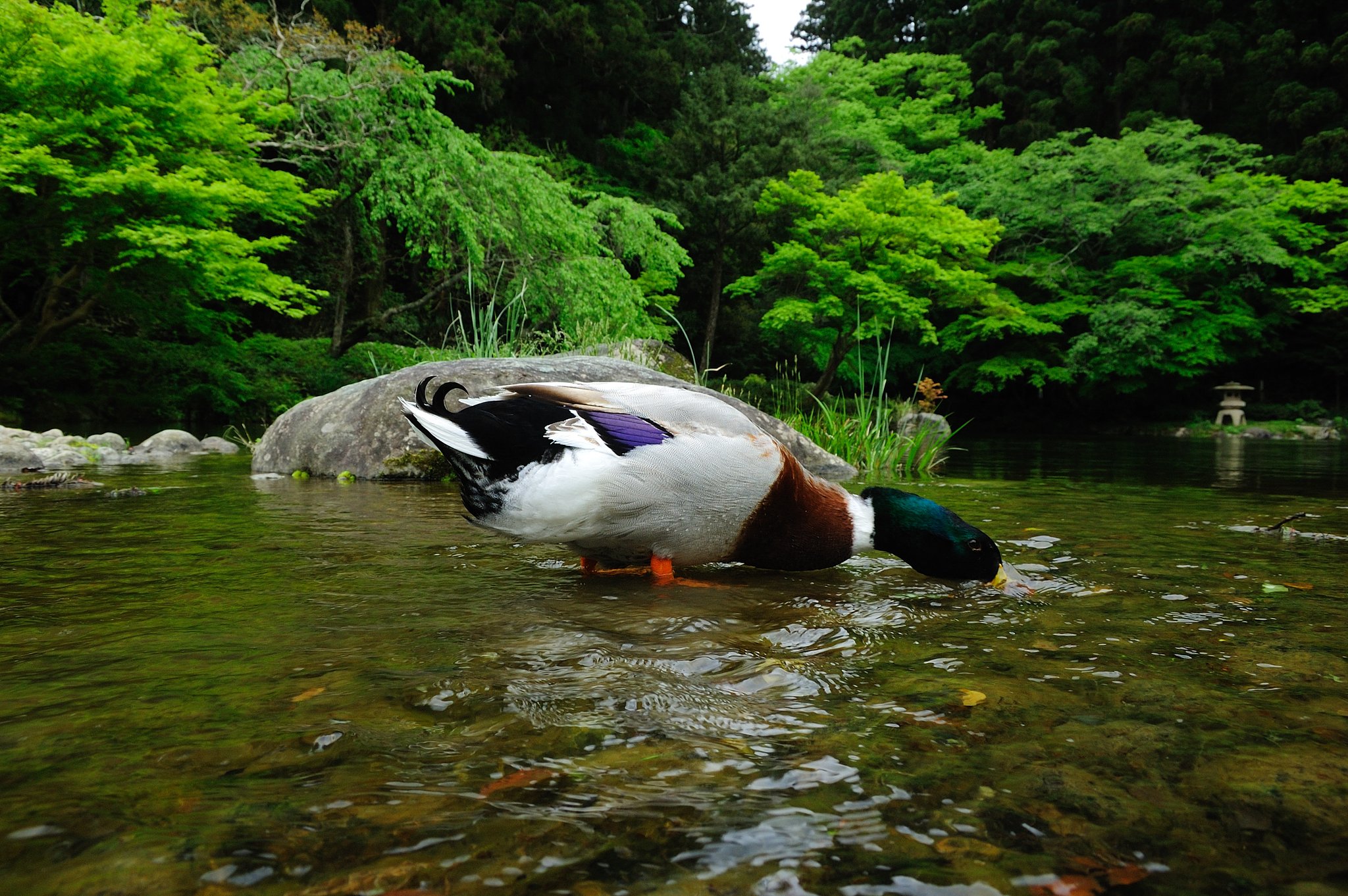 新緑の成田山・新勝寺で・・・