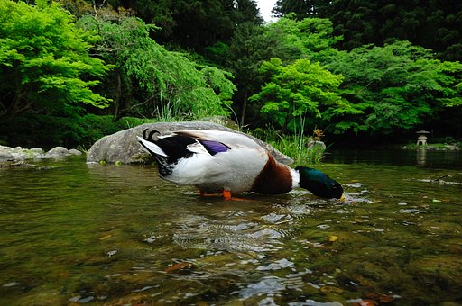 新緑の成田山・新勝寺で・・・