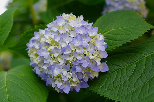 紫陽花