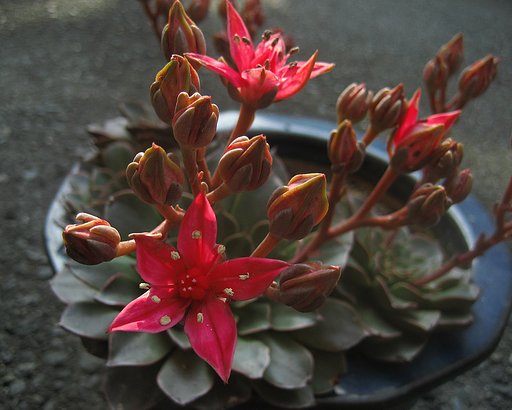 七福神じゃなく‥
