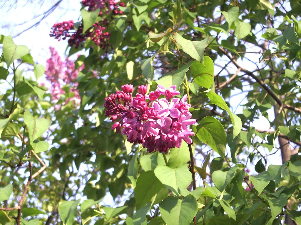 リラの花