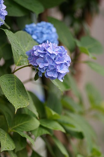 CarlZeiss JENA Sonnar 2.8/180 (P6 mount)