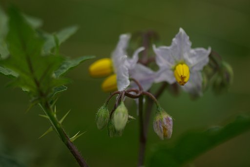 悪茄子
