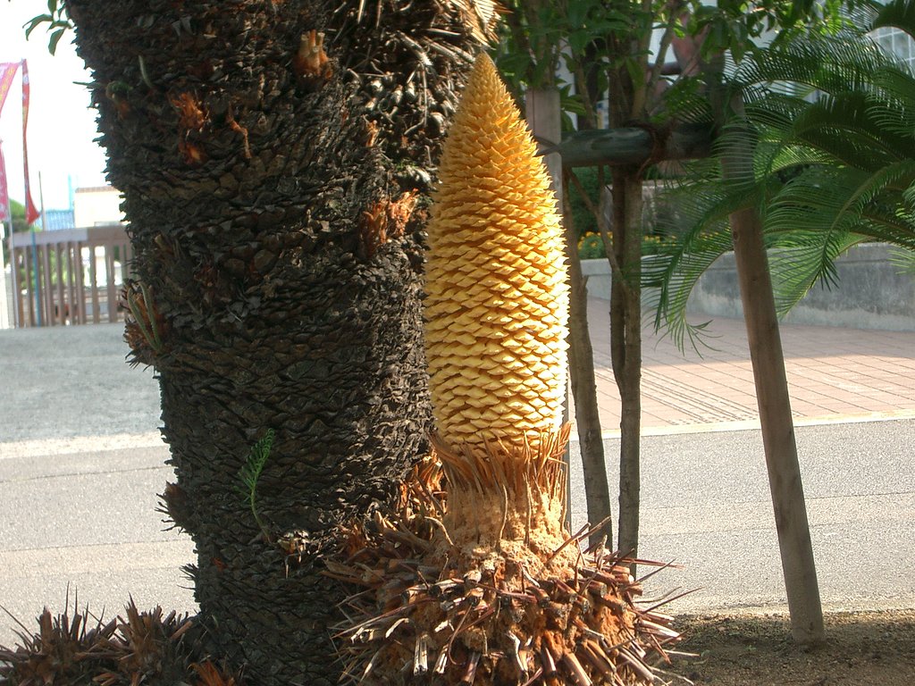 新芽