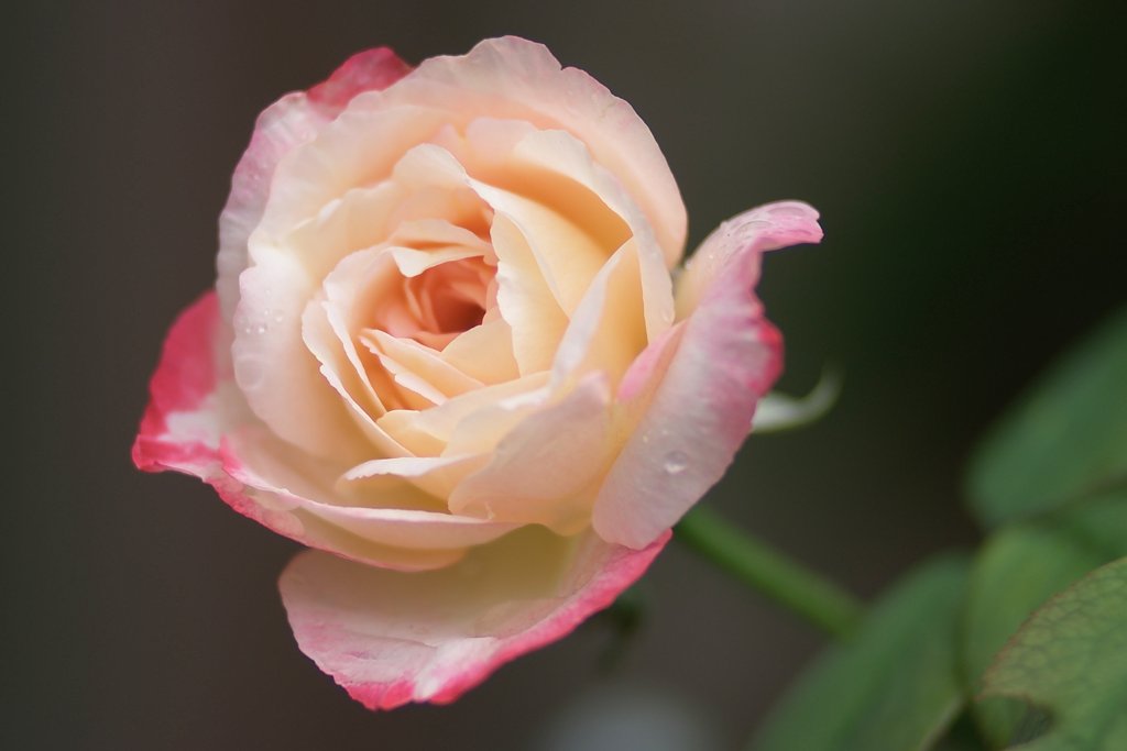 薔薇