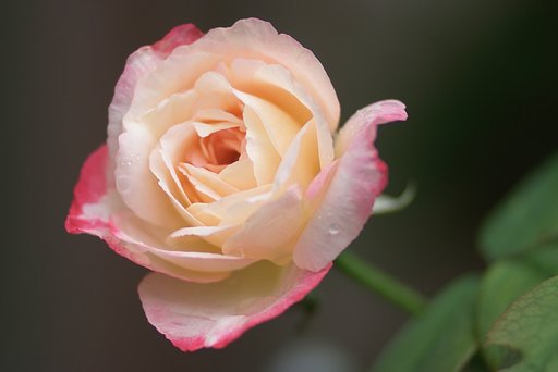 薔薇