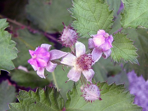 ▼道端のノイチゴの花