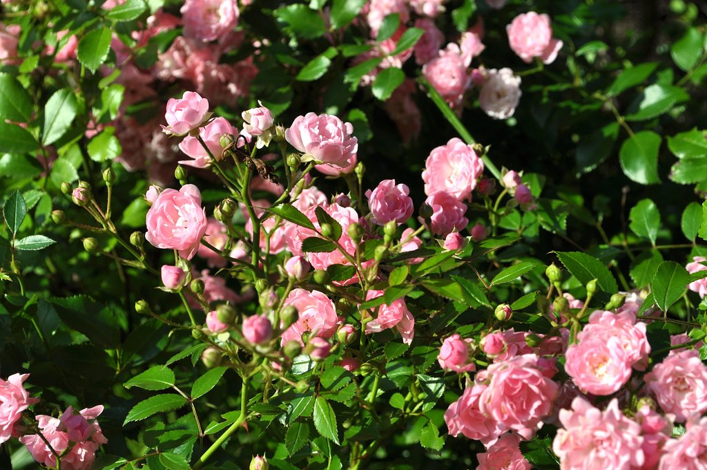 薔薇♪