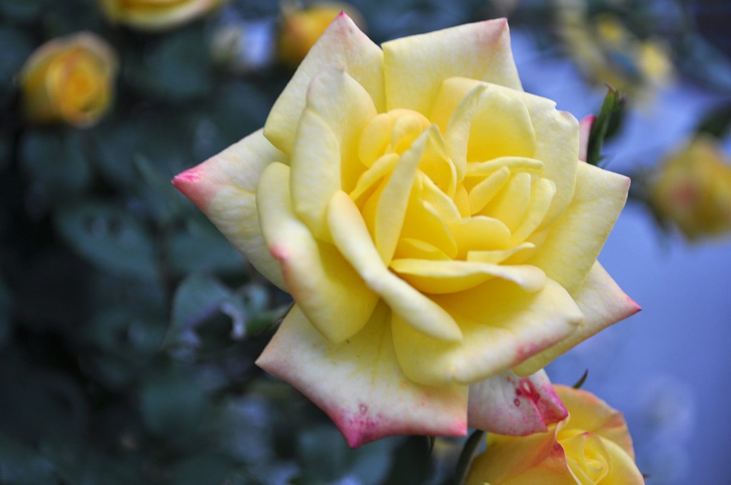 薔薇