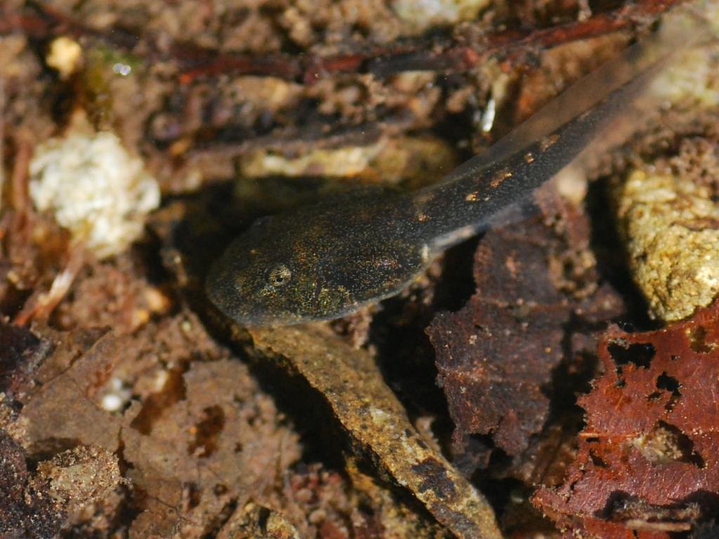 モリアオガエルのおたまじゃくし