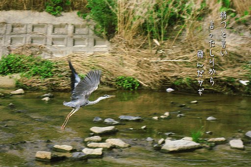 【写川柳】とんだサギ