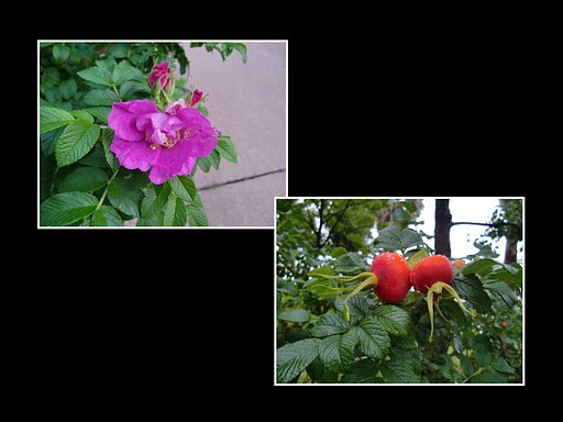浜梨 （はまなす）の花と実（実４）