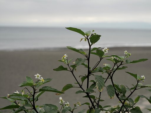 曇り空の花
