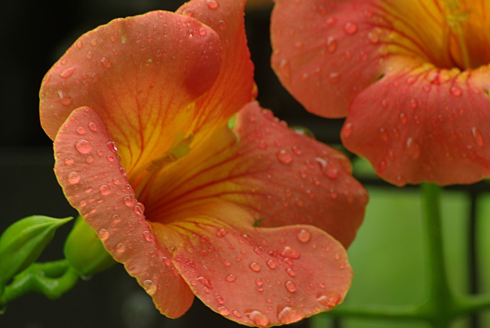 夏の花