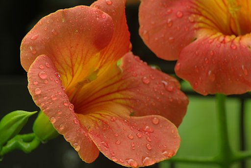 夏の花