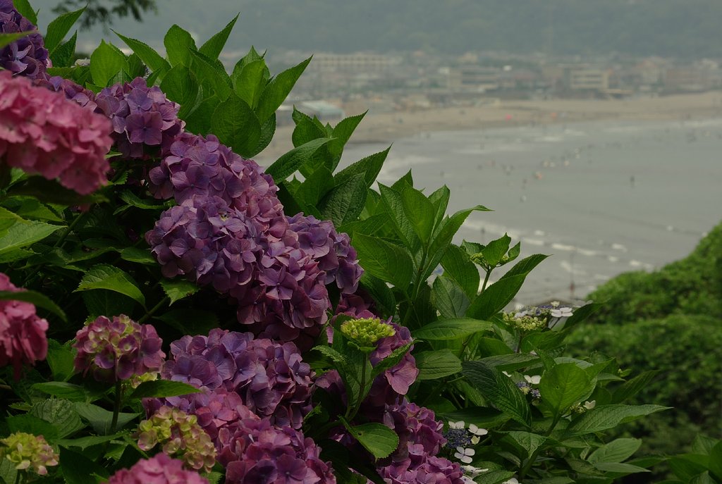 紫陽花の坂道