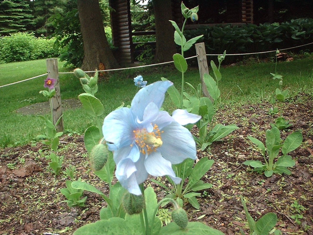 けしの花