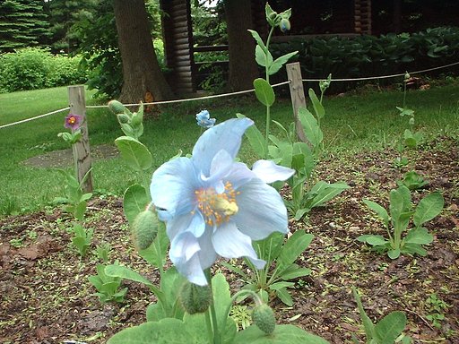 けしの花
