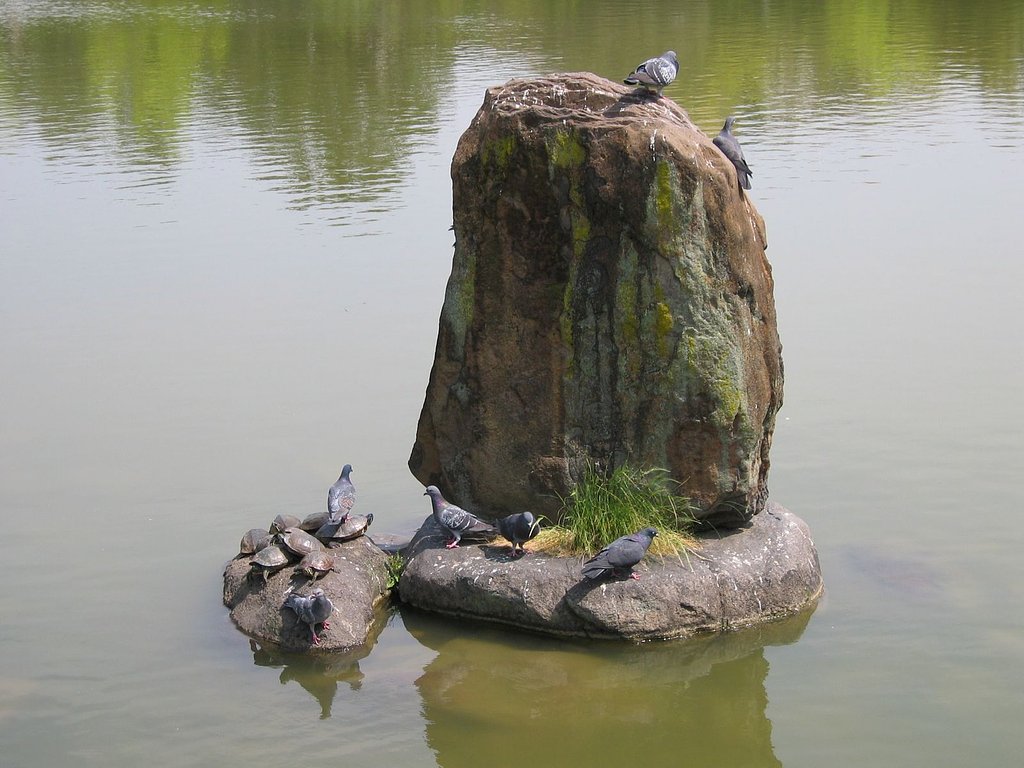 鳩亀合戦