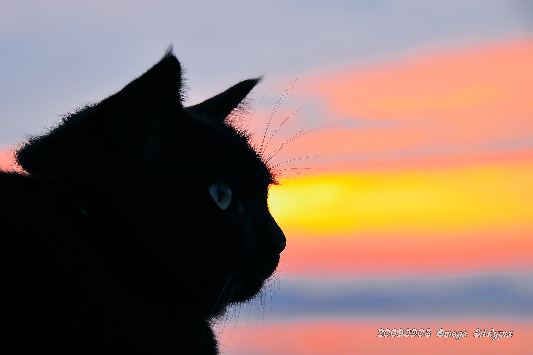 夕焼けのもえ猫　９・２