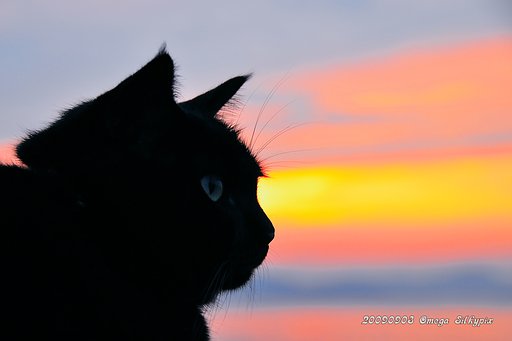 夕焼けのもえ猫　９・２
