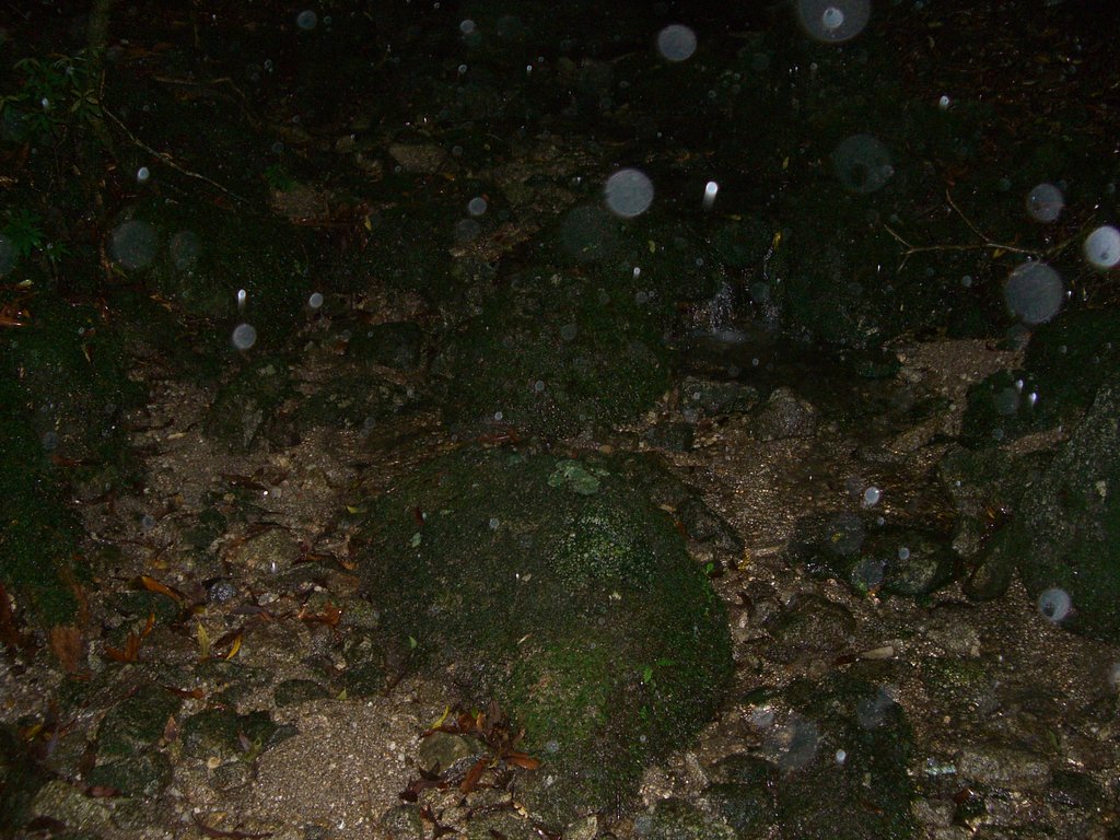 もののけの森