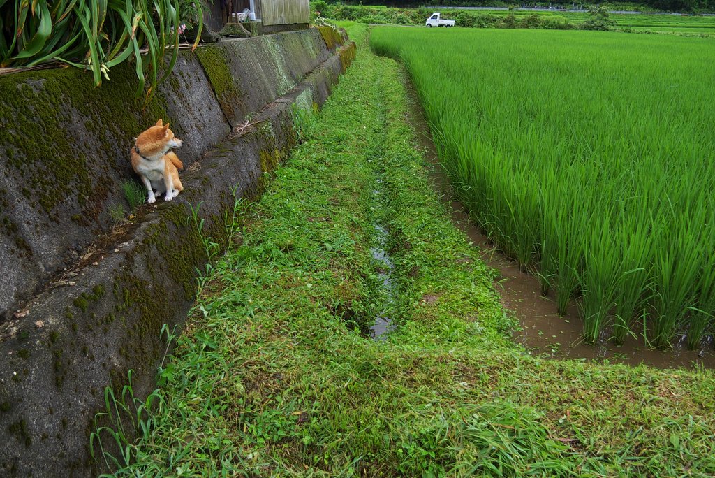 ななせ:草刈のお伴