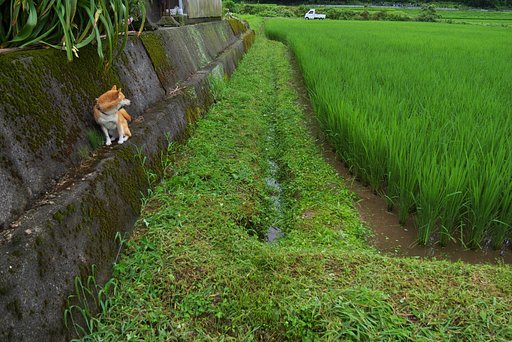 ななせ:草刈のお伴