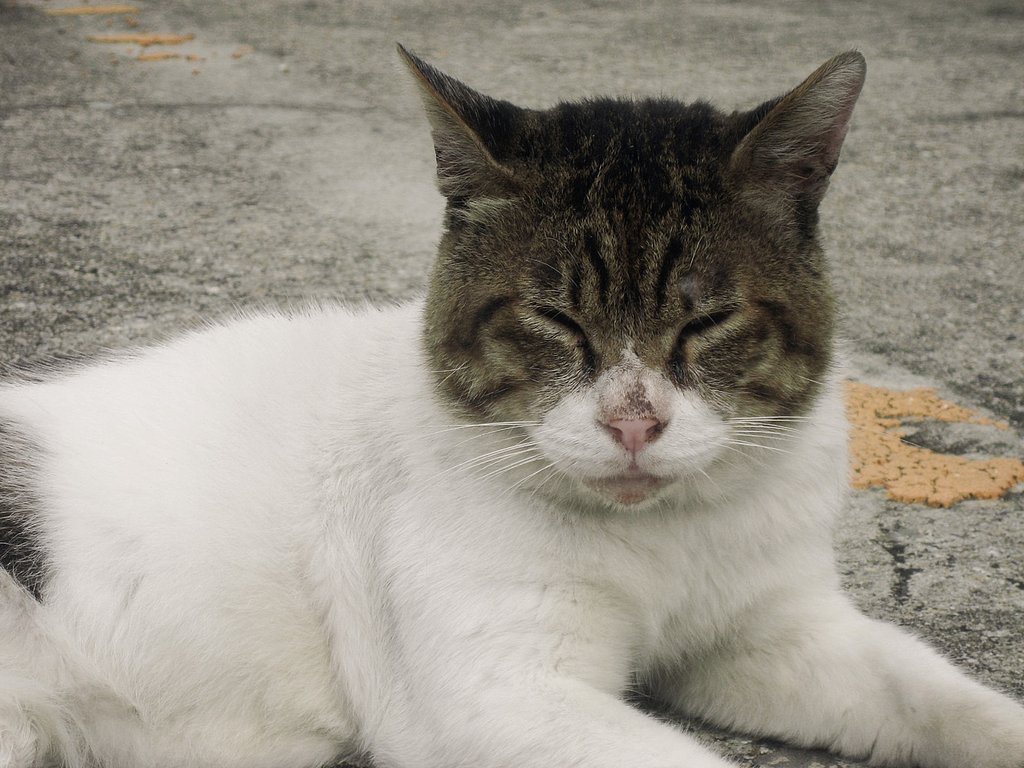 野良の満足顔