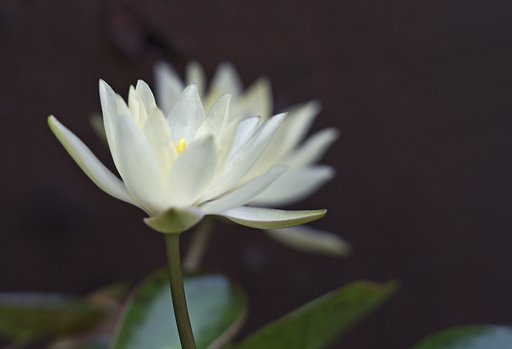 東京の花　白と薄黄色