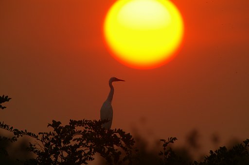 そろそろ、シラサギと太陽が重なるかな