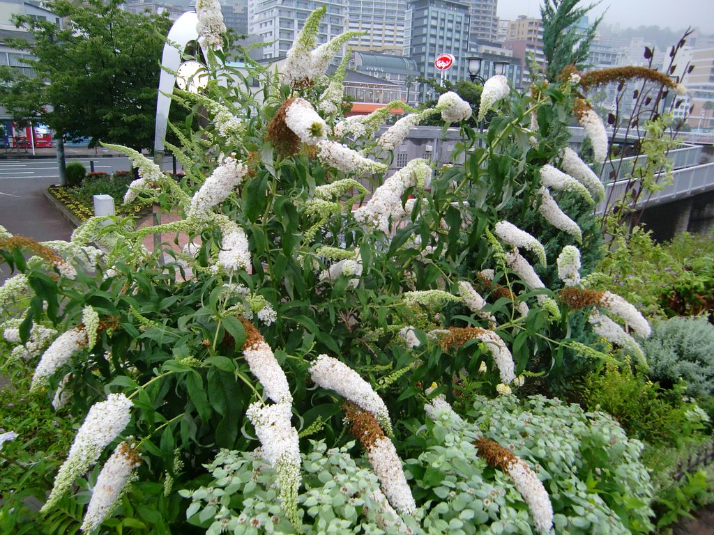 岡（丘）虎ノ尾