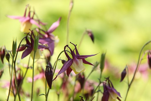夏色の花