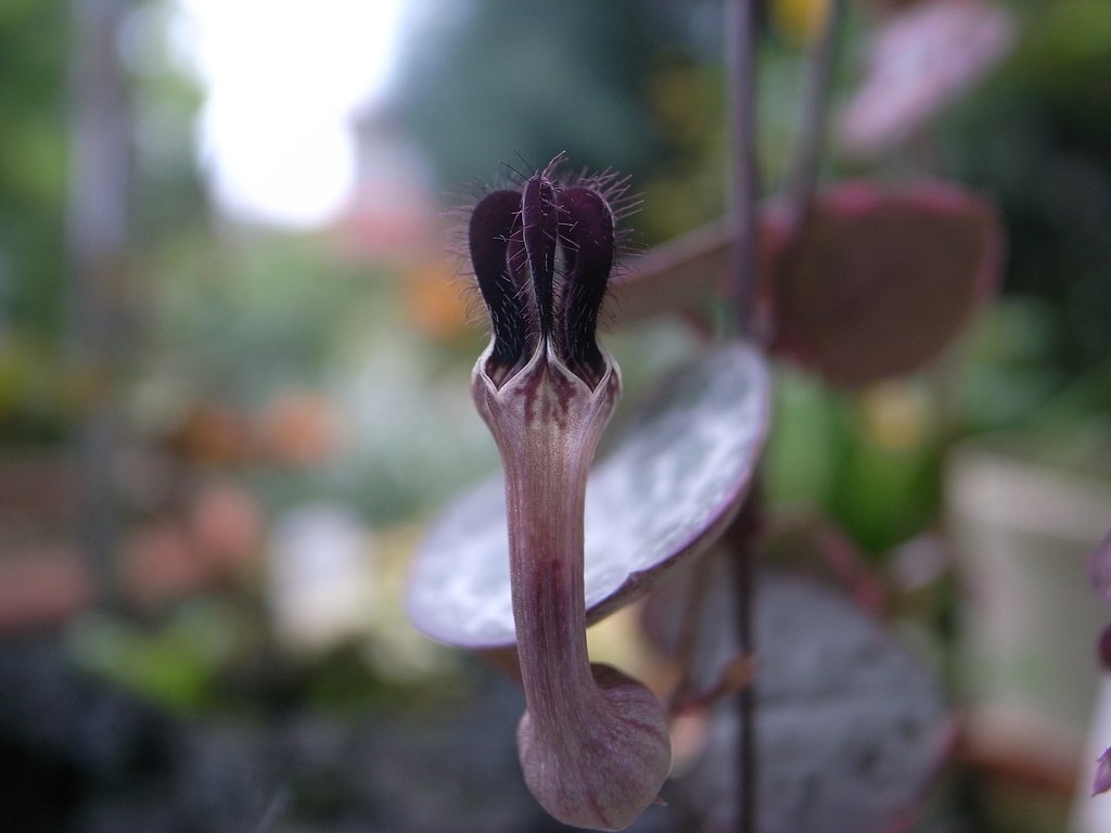 「毛」ハートカズラの花