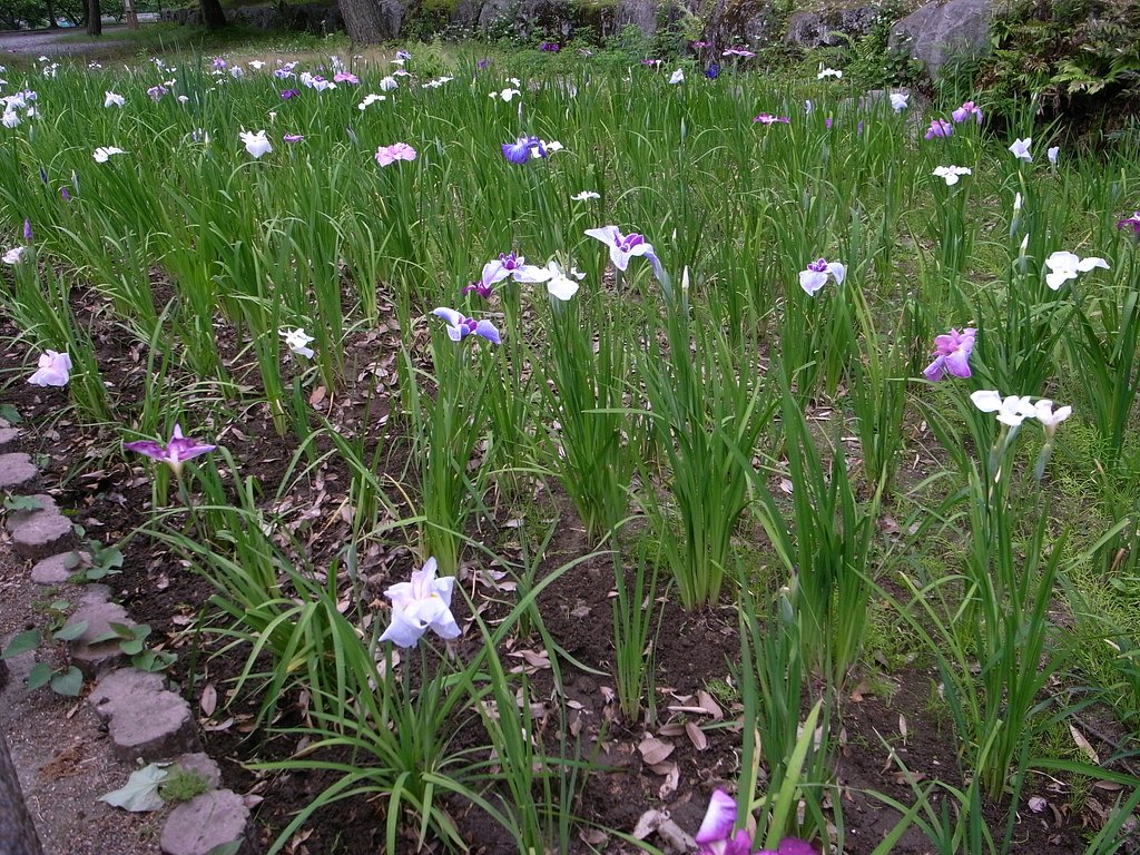 ハナショウブの畑