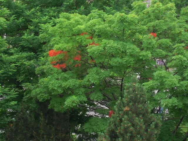 エッ　紅葉？