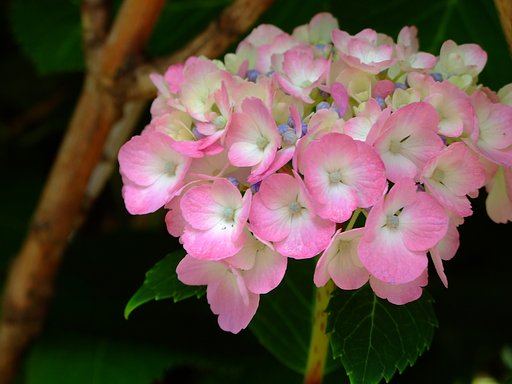 かわいく紫陽花