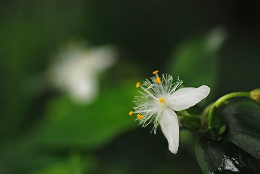 常盤露草（トキワツユクサ）