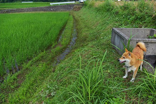 ななせ、草刈のお手伝い!