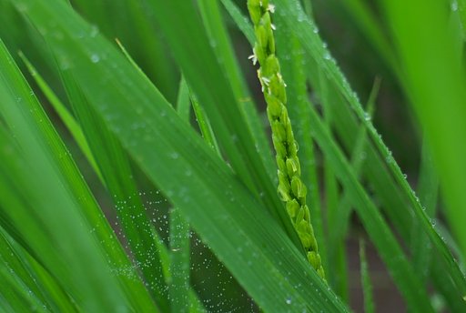 コシヒカリの稲の花とくもの巣
